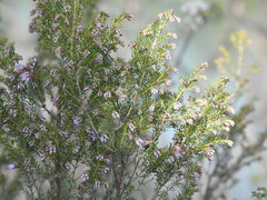 Erica australis