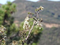 Pyrus bourgaeana