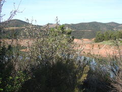 Pyrus bourgaeana