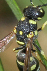 Stenodynerus anormis