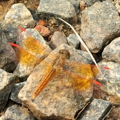 Brachythemis contaminata