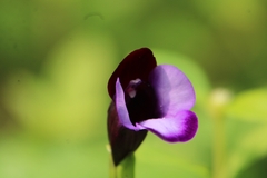 Torenia
