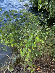 Laguncularia racemosa