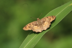 Caprona ransonnettii
