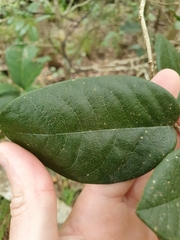 Meiogyne heteropetala