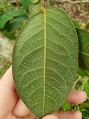Meiogyne heteropetala
