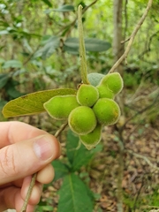 Meiogyne heteropetala