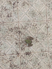 Lithobates neovolcanicus