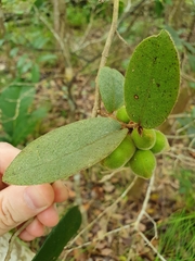 Meiogyne heteropetala