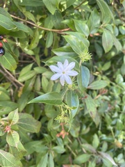 Jasminum multiflorum