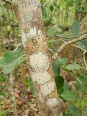 Meiogyne heteropetala