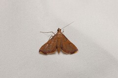 Endotricha mesenterialis