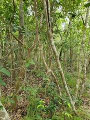Meiogyne heteropetala