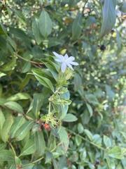 Jasminum multiflorum