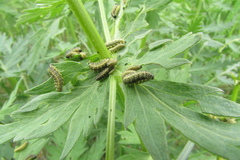 Ophraella communa