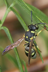 Stenodynerus anormis