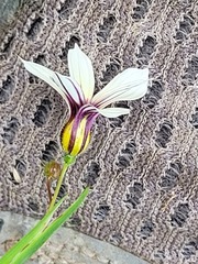 Sisyrinchium micranthum