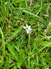 Sisyrinchium micranthum