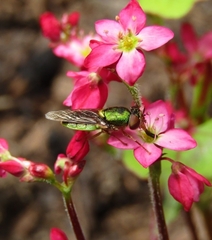 Odontomyia decipiens
