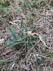 Pimelea sericeovillosa