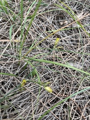 Tricoryne elatior
