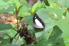 Polyura