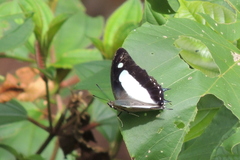 Polyura