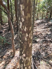 Litsea coreana sinensis