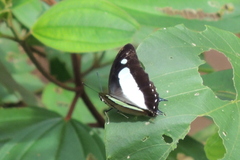 Polyura