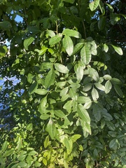 Schinus terebinthifolia