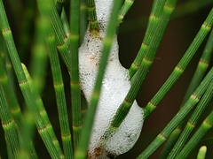 Bathyllus albicinctus
