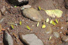 Eurema blanda