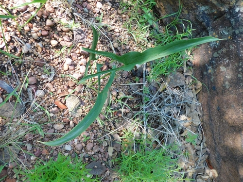 Image of Bushveld Arum (Stylochaeton natalense) by no rights reserved