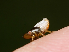 Bathyllus albicinctus