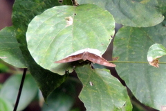Tanaecia cocytus