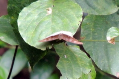 Tanaecia cocytus