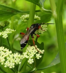 Ichneumon promissorius