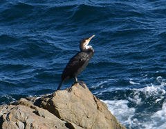 Phalacrocorax capillatus