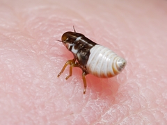 Bathyllus albicinctus