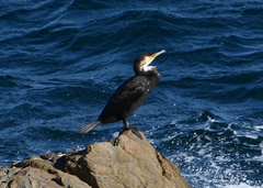 Phalacrocorax capillatus