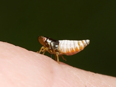 Bathyllus albicinctus