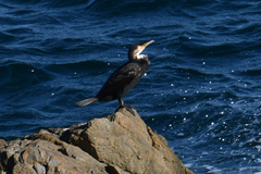 Phalacrocorax capillatus