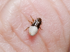 Bathyllus albicinctus