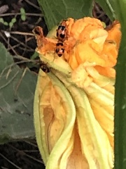 Aulacophora hilaris