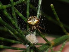 Araneus albotriangulus