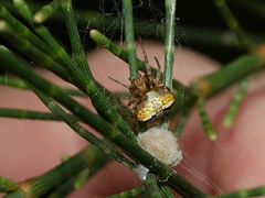 Araneus albotriangulus