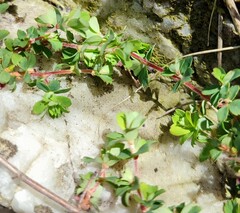 Cliffortia tricuspidata