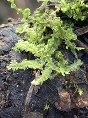 Lophocolea heterophylla