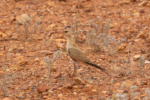 Australian Pratincole (Glareola isabella), photo 8