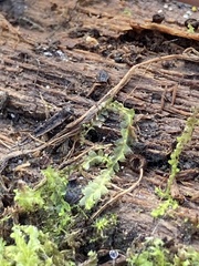 Lophocolea heterophylla